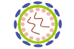 Retroviral Expression and Packaging